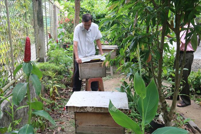 Trong ảnh: Ông Nguyễn Văn Ngàn chăm sóc đàn ong mật trong vườn nhà. Ảnh: Minh Trí - TTXVN