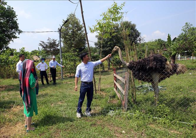 Trong ảnh: Du khách tham quan trải nghiệm các hoạt động tại nông trại An Phú Farm. Ảnh: Trần Lê Lâm - TTXVN 