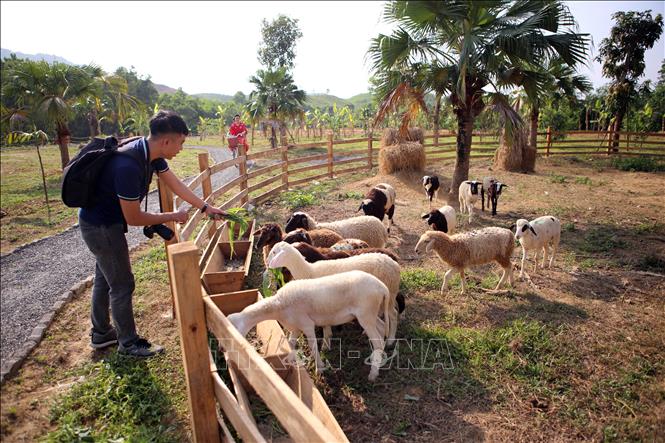 Trong ảnh: Du khách tham quan trải nghiệm các dịch vụ tại nông trại Bana Rita Glamping Farm. Ảnh: Trần Lê Lâm - TTXVN 