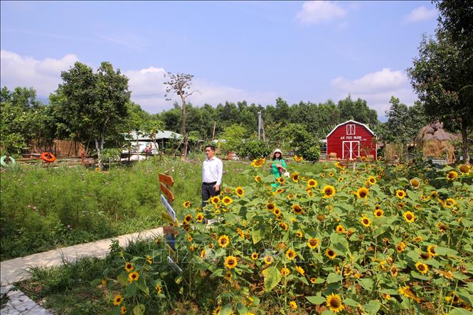Trong ảnh: Du khách dạo chơi trong các vườn hoa tại nông trại An Phú Farm. Ảnh: Trần Lê Lâm - TTXVN 