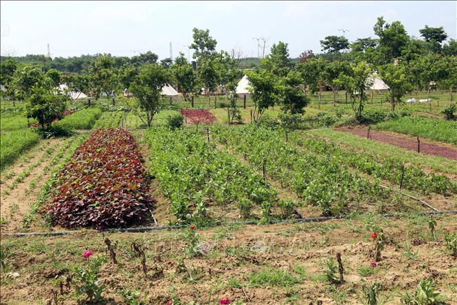 Trong ảnh: Các vườn rau xanh được trồng tại nông trại An Phú Farm. Ảnh: Trần Lê Lâm - TTXVN 
