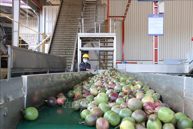 Dây chuyền sản xuất chanh leo của Công ty TNHH Quicornac (xã Trà Đa, thành phố Pleiku, tỉnh Gia Lai). Ảnh: Hồng Điệp - TTXVN