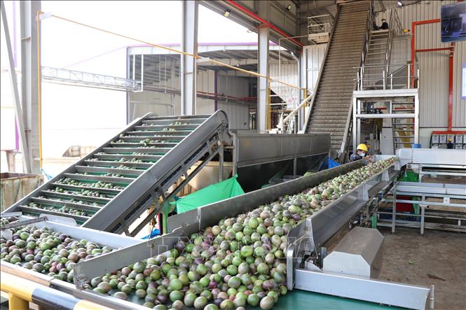 Dây chuyền sản xuất chanh leo của Công ty TNHH Quicornac (tại xã Trà Đa, thành phố Pleiku, tỉnh Gia Lai). Ảnh: Hồng Điệp - TTXVN