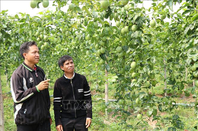 Với những điều kiện thuận lợi cũng như sự có mặt của các doanh nghiệp chuyên về sản xuất giống, thu mua, chế biến và tiêu thụ các sản phẩm từ chanh leo, nông dân trồng chanh leo ở Gia Lai đang có niềm tin lớn về loại cây trồng này. Ảnh: Hồng Điệp - TTXVN