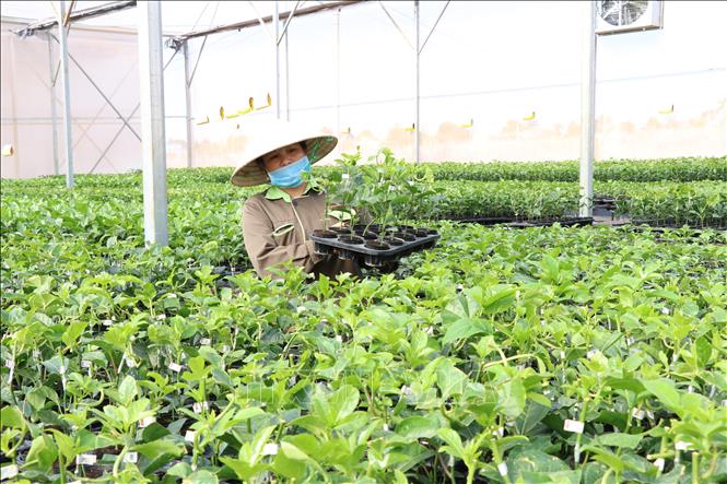 Vườn ươm giống của Công ty Cổ phần Chanh leo Nafoods Gia Lai (Công ty cổ phần Nafoods Group) được người dân tỉnh Gia Lai sử dụng rất nhiều vì giống đạt chuẩn. Ảnh: Hồng Điệp - TTXVN