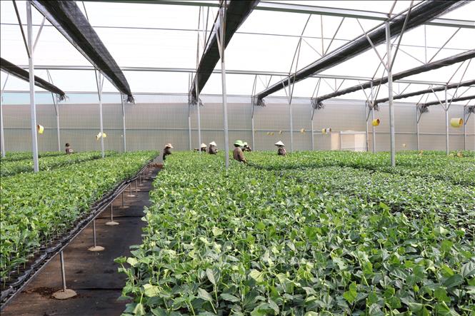 Vườn ươm giống của Công ty Cổ phần Chanh leo Nafoods Gia Lai (Công ty cổ phần Nafoods Group) được người dân tỉnh Gia Lai sử dụng rất nhiều vì giống đạt chuẩn. Ảnh: Hồng Điệp - TTXVN