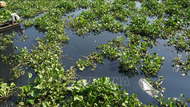 Nước sông Vàm Cỏ Đông ô nhiễm nặng. Ảnh: Thanh Tân - TTXVN