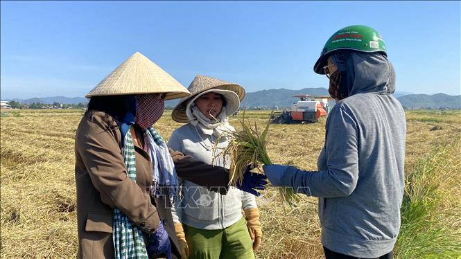 Nông dân trông lúa trao đổi kinh nghiệm chọn giống lúa phù hợp cho năng suất cao. Ảnh: Tường Quân – TTXVN