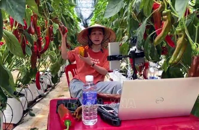 Trong ảnh: Nhân viên Hợp tác xã Vườn Nhà Đà Lạt trong buổi Livestream bán hàng trực tiếp ngay tại vườn ớt ngọt. Ảnh: Chu Quốc Hùng - TTXVN
