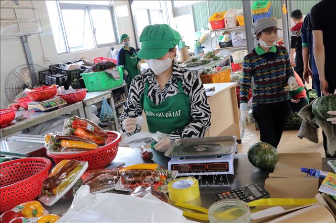 Trong ảnh: Thực hiện dán tem truy xuất nguồn gốc hàng hóa lên sản phẩm của Hợp tác xã Vườn Nhà Xuân Thọ. Ảnh: Chu Quốc Hùng - TTXVN
