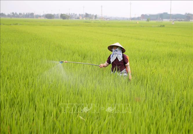 Nông dân phun thuốc phòng trừ sâu bệnh trên cánh đồng xã Nam Cường, huyện Nam Trực. Ảnh: Công Luật - TTXVN