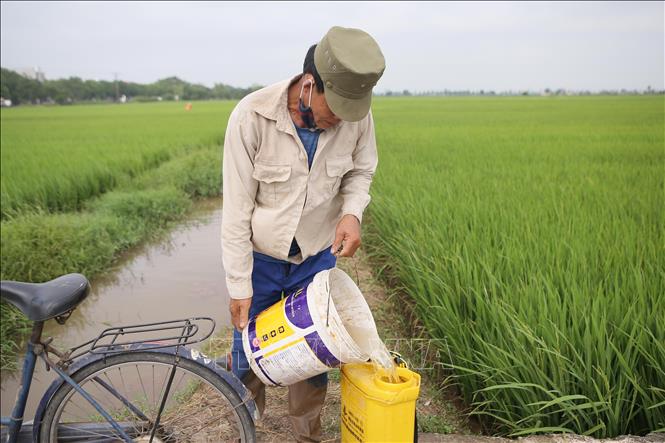 Người dân pha chế thuốc trừ sâu để phòng trừ sâu bệnh hại lúa xuân. Ảnh: Công Luật - TTXVN