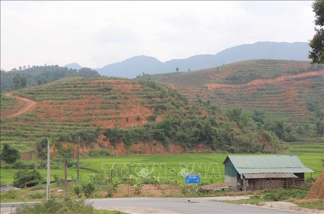 Diện tích trồng cây mắc-ca tại bản Nghịu (xã Pá Khoang, thành phố Điện Biên Phủ, tỉnh Điện Biên). Ảnh: Xuân Tiến – TTXVN