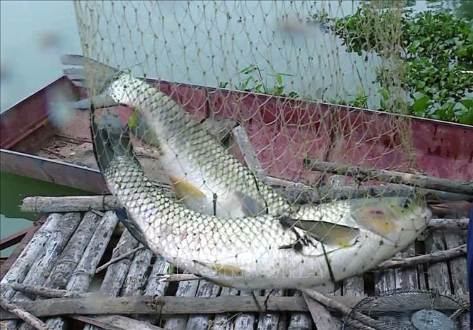 Harvesting fishes grown in cages on Trung Son hydroelectric reservoir in Quan Hoa district. VNA Photo: Nguyễn Nam