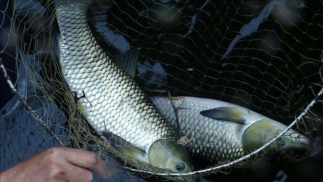 Fishes grown in cages on Ba Thuoc hydroelectric reservoir. VNA Photo: Nguyễn Nam