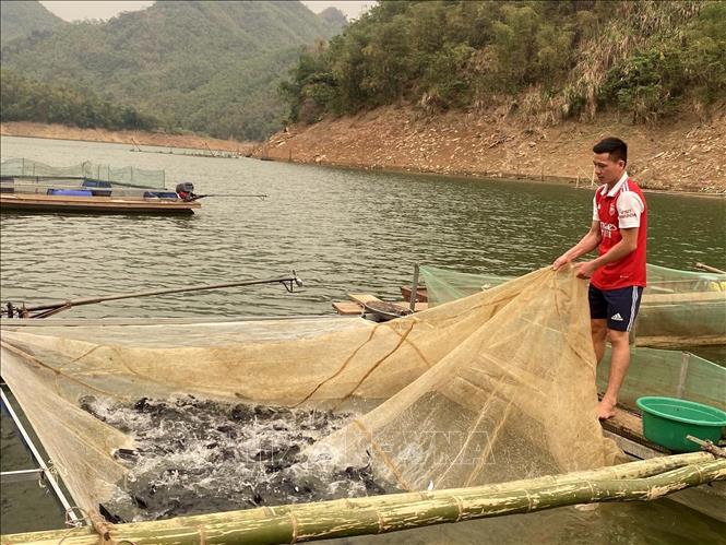 Caged-fish farming on Trung Son hydroelectric reservoir in Quan Hoa district. VNA Photo: Nguyễn Nam