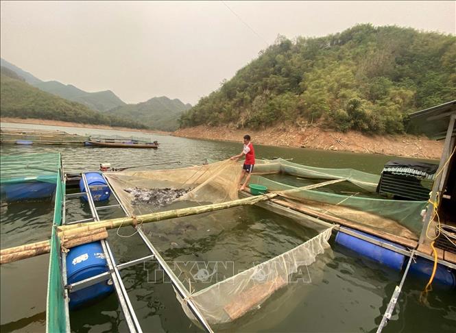 Caged-fish farming on Trung Son hydroelectric reservoir in Quan Hoa district. VNA Photo: Nguyễn Nam