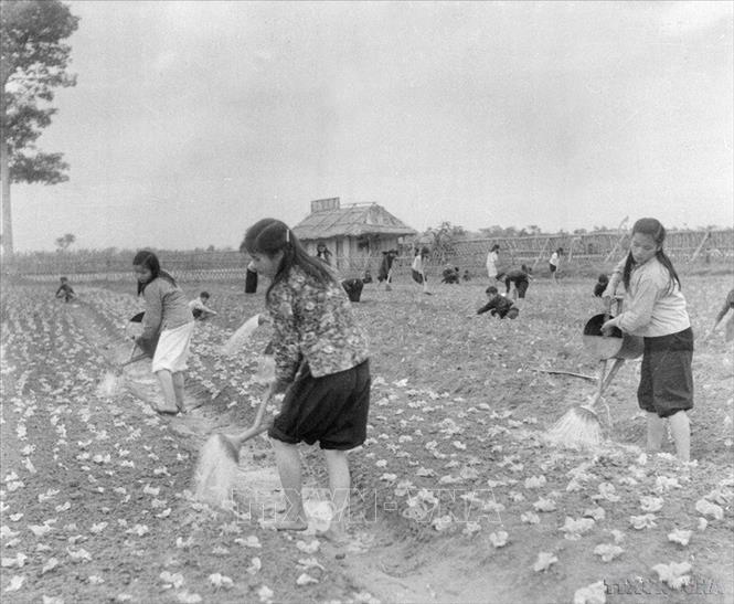 Sáng nào thiếu nhi trại Kim Đồng (thành lập từ đầu năm 1955, sau khi tiếp quản Thủ đô) cũng dậy sớm để làm cỏ và tưới nước cho rau (1958). Ảnh: TTXVN