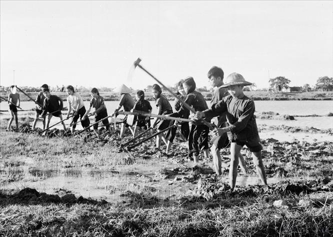 Học sinh lớp 4, trường Châu An, huyện Quảng Châu (Thanh Hóa) tham gia sản xuất trong dịp hè (1958). Ảnh: Vũ Tín - TTXVN