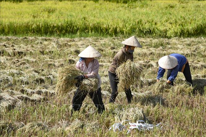 Trong ảnh: Sau khi gặt xong, người dân xếp lúa thành bó để đưa lên xe chở về nhà. Ảnh: Xuân Tư - TTXVN