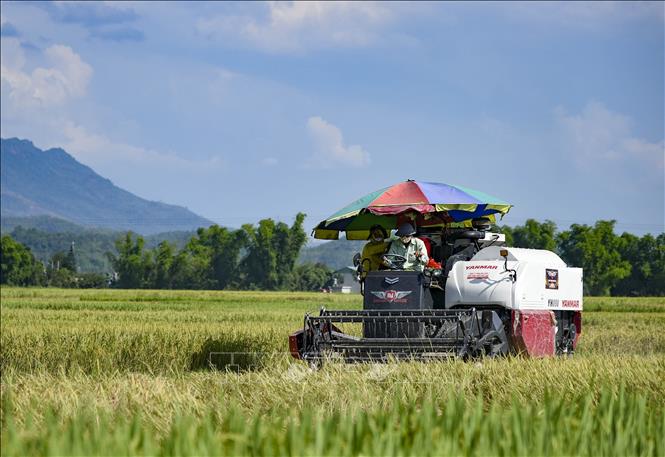 Trong ảnh: Máy gặt được sử dụng để giảm sức lao động cho người dân. Ảnh: Xuân Tư - TTXVN