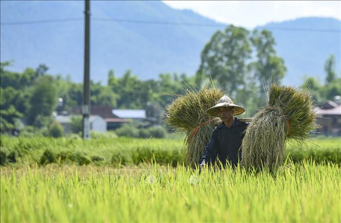 Trong ảnh: Người dân gánh lúa lên bờ, một mùa thu hoạch lúa được tiến hành nhộn nhịp và khẩn trương. Ảnh: Xuân Tư - TTXVN