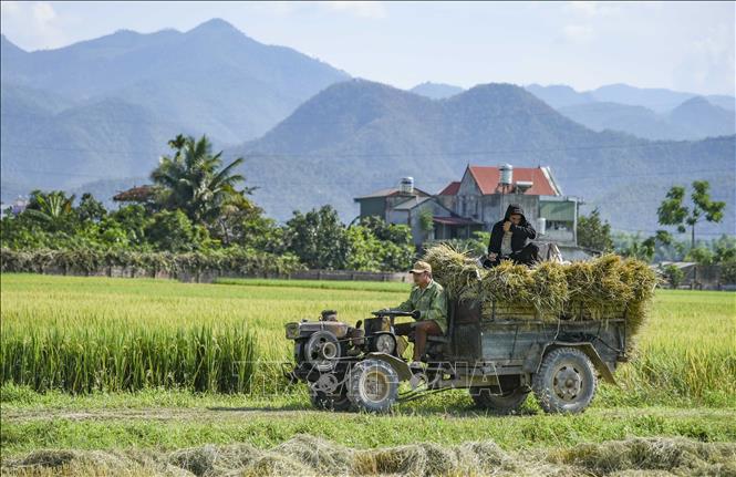 Trong ảnh: Những chiếc xe chở lúa trên cánh đồng Mường Thanh. Ảnh: Xuân Tư - TTXVN