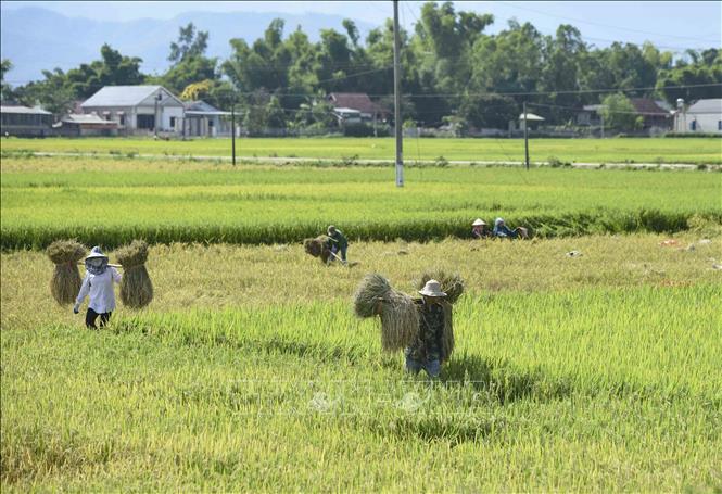 Trong ảnh: Vụ mùa mới trên cánh đồng Mường Thanh. Ảnh: Xuân Tư - TTXVN