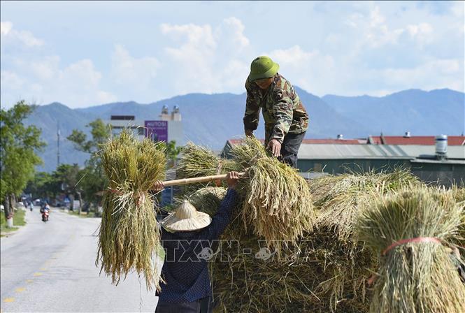 Trong ảnh: Những gánh lúa được xếp lên xe để chở về. Ảnh: Xuân Tư - TTXVN