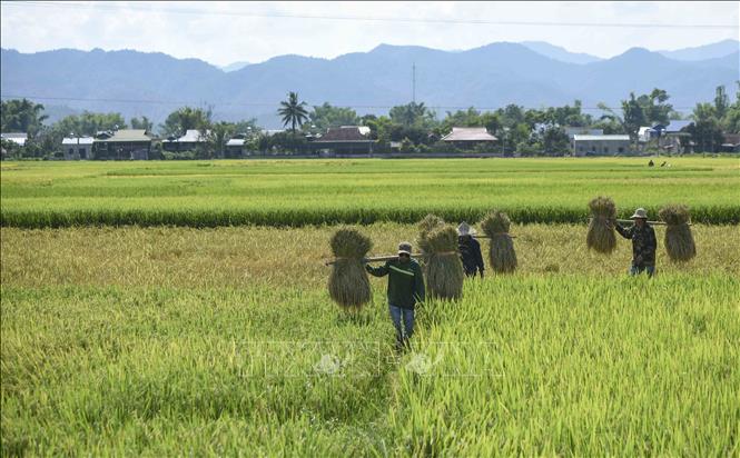 Farmers carry bundles of harvested rice. VNA Photo: Xuân Tư