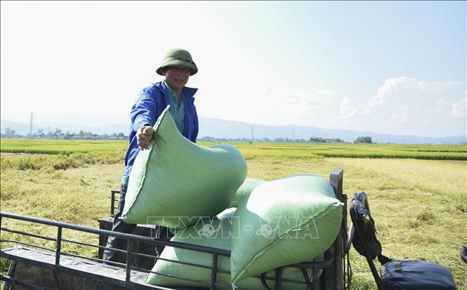 Farmers enjoying a bumper harvest at Muong Thanh paddy field. VNA Photo: Xuân Tư