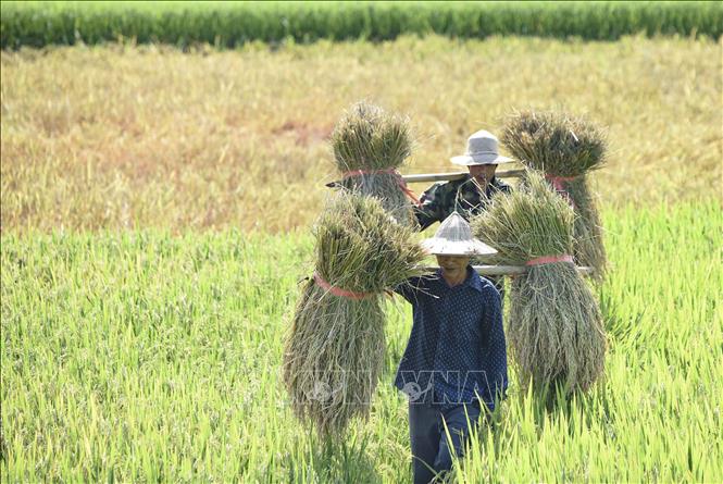 Farmers carry bundles of harvested rice. VNA Photo: Xuân Tư