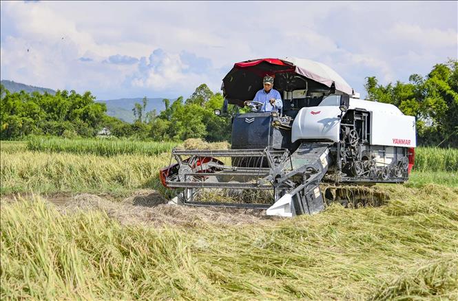 Farmers use machinery for harvesting at Muong Thanh paddy field. VNA Photo: Xuân Tư