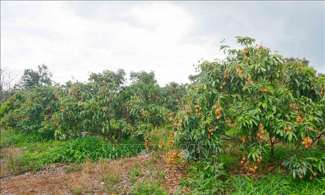 Dak Lak province currently has 2,569 hectares of lychee cultivation, which yield an estimate of 13,696 tonnes of fruits in 2023. VNA Photo: Hoài Thu
