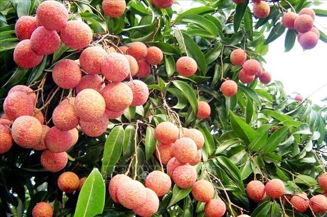 Lychee ripens early in Dak Lak province, its fruits are florally sweet and juicy, which makes them a high in-demand fruits for early summer. VNA Photo: Hoài Thu