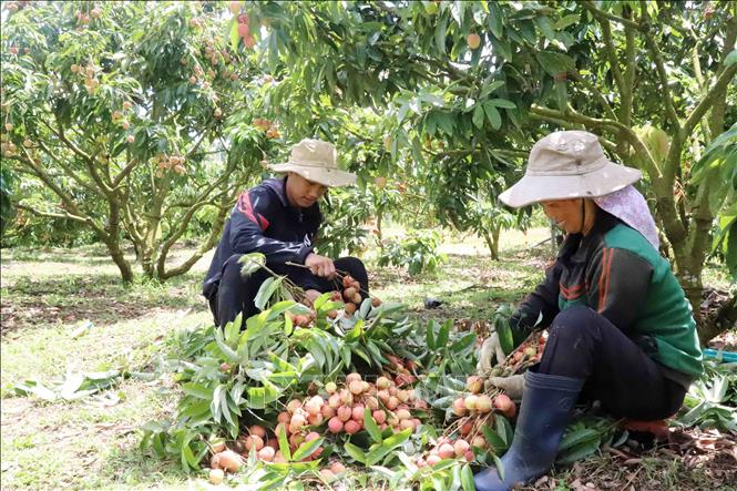 Farmers harvest lychee with joy, as this year's harvest promises profitable income. VNA Photo: Hoài Thu