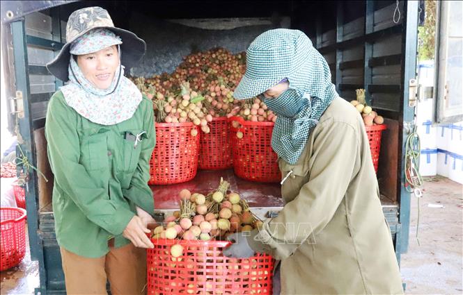 Traders stockpile their truck with early-ripen lychees to meet demands. VNA Photo: Hoài Thu