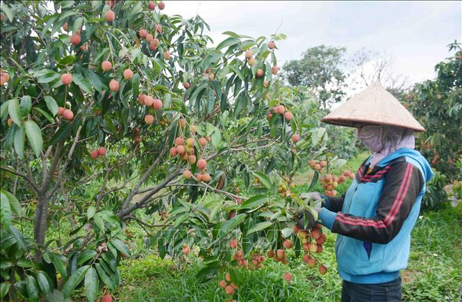 Dak Lak's lychees often ripen one month earlier compared to other northern provinces, thus the Dak Lak's harvest season often falls on April - May each year. VNA Photo: Hoài Thu