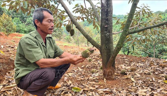 Vườn sầu riêng của gia đình ông Phạm Văn Khoa ở thôn 4, xã Ia Tô, huyện Ia Grai, tỉnh Gia Lai rụng quả non không thể kiểm soát. Ảnh: Hoài Nam – TTXVN