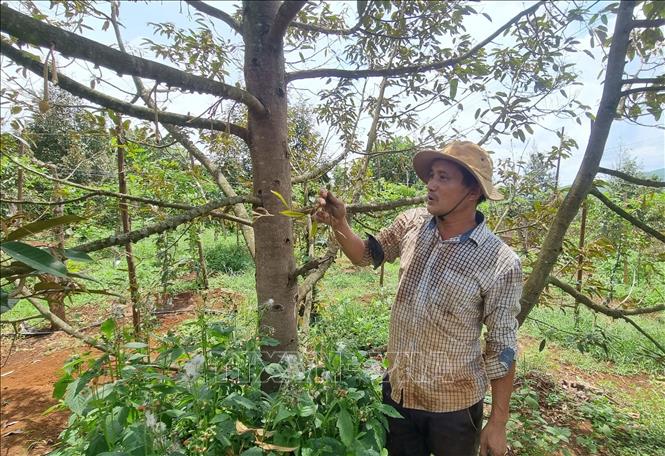 Vườn sầu riêng của gia đình ông Lê Anh Đàn ở thôn 1, xã Ia Nhin, huyện Chư Păh, tỉnh Gia Lai bị rụng hoa, quả non hàng loạt. Ảnh: Hoài Nam – TTXVN