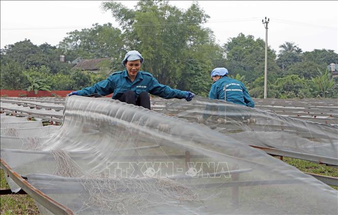 Trong ảnh: Công nhân thu gom miến trên hệ thống phơi bán tự động của HTX Việt Cường. Ảnh: Trần Việt - TTXVN