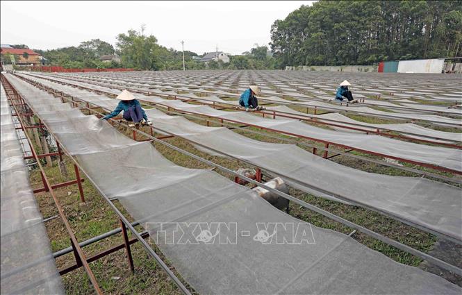 Trong ảnh: Hệ thống phơi miến dong bán tự động của HTX Việt Cường đảm bảo vệ sinh và tiện lợi. Ảnh: Trần Việt - TTXVN