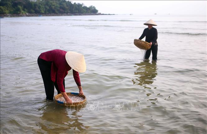 Villagers prepare anchovy for making fish sauce. VNA Photo: Trần Lê Lâm