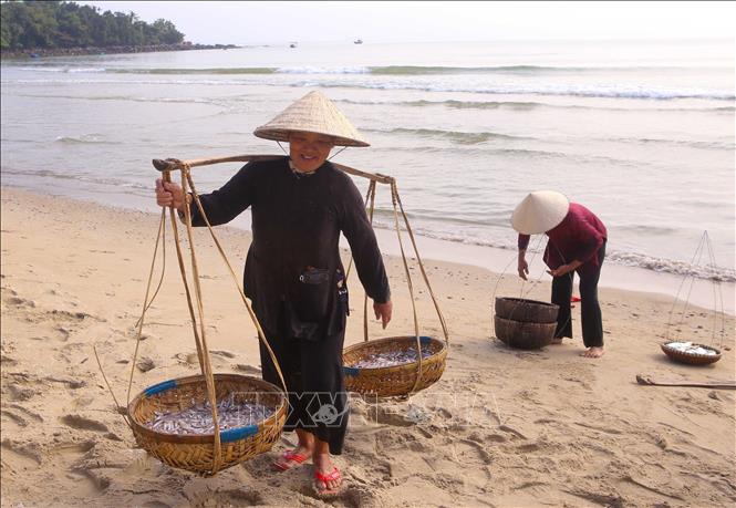 Villagers collect anchovy for making fish sauce. VNA Photo: Trần Lê Lâm