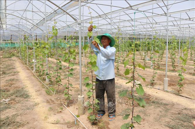 Trong ảnh: Ông Nguyễn Khắc Phòng (xã Vĩnh Hải, huyện Ninh Hải) trồng các giống nho mới theo mô hình nông nghiệp công nghệ cao. Ảnh: Nguyễn Thành – TTXVN

