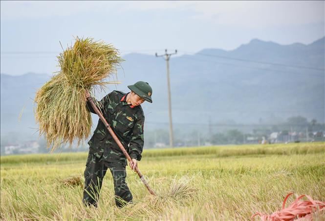 Chiến sỹ giúp dân thu hoạch lúa giữa ngày hè nắng nóng. Ảnh: Xuân Tư - TTXVN