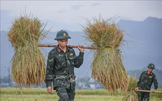 Cán bộ, chiến sỹ giúp dân thu hoạch lúa trên cánh đồng Mường Thanh. Ảnh: Xuân Tư - TTXVN