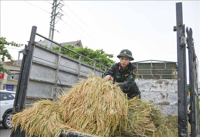 Những bó lúa được chiến sỹ xếp lên xe tải để chở về nhà cho người dân. Ảnh: Xuân Tư - TTXVN