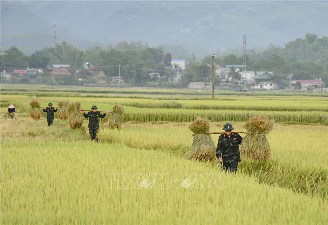Cán bộ, chiến sỹ giúp dân thu hoạch lúa trên cánh đồng Mường Thanh. Ảnh: Xuân Tư - TTXVN

