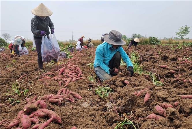 Harvesting the 2023 crop of sweet potato in Phu Thien district, the Central Highlands province of Gia Lai. VNA Photo: Hồng Điệp 